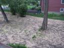 Newly planted back yard