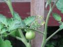 Baby tomatoes