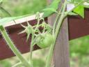Baby tomatoes