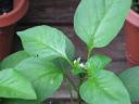 Baby pepper plant flowers