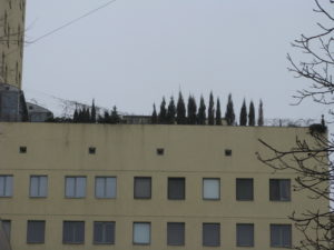 Here is a close up of the trees on top.