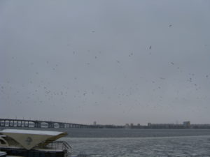 As we started to walk near the river we noticed a lot of birds flying in the air.  Not sure if this shows them well but there were so many it was eerie.