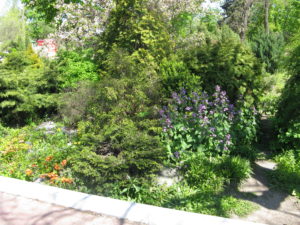 We thought these were very pretty bushes and flowers