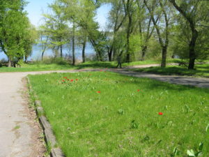 Glass field with red tulips and yellow dandelions.