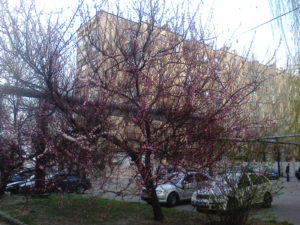 The blossoms on this tree (which may be a cherry tree) prove that spring is really com ing.