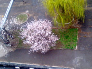 Looking down on the cherry trees from our apartment window.