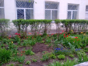 A kindergarten near our apartment has beautiful flower in front of it.