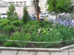 In our complex there are flowers planted in the tire planters and also around the playground area. Here is a picture of some of them. They are lovely.