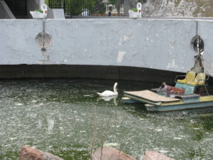 This poor swan is confined in this area. It is pretty disgusting. The kids were throwing bread crumbs in but the swan was ignoring them. The pigeons on the other hand were gobbling them up.