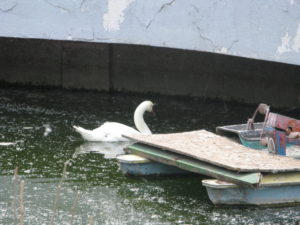 Close up of the swan - look at that ugly water.