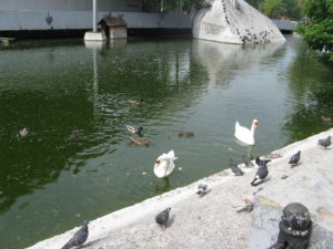Around the corner from the confined area where it was open were two more swans and some ducks/geese and lots more pigeons. The water is still disgusting but not as bad as in that small confined area. - maybe.