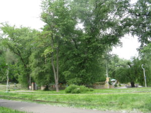 Can you see the snow - actually it is the fluff from the cotton wood trees that are everywhere and causing some terrible allergy problems. It seriously is like it is snowing sometimes.