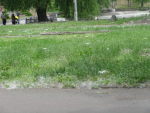 You can see the fluff collecting in the grassy areas.