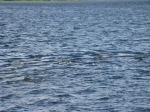 I don't know if you can see the gulls but they seem to be feeding or riding the waves. Not sure but there were many of them there.