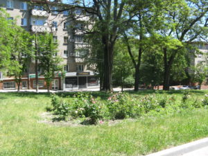 On the way one of many rose gardens we saw.