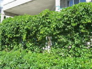 In the winter you can see in but now these vines protect the view into the courtyard of the school.