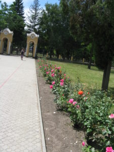 Another gate and beautiful roses.