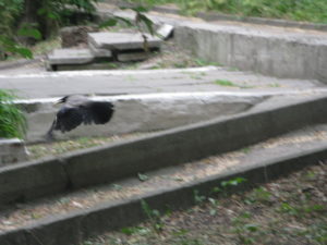 Camera shy hooded crow