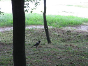 Okay, I tricked him and got a pictures=.