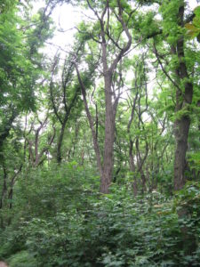 This is a thick lush forest