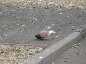Pigeons are everywhere here and I am amazed at the color variety. There are pigeons like you might see in NYC or elsewhere in the states but there are also brown ones like this one.