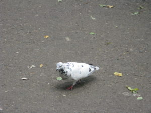 There are also white and various combinations.