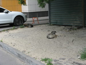 In the "dump" near our apartment there are often what we call Ferrell dogs napping during the day. We think they may run wild during the night.