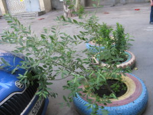 This planter is actually in the parking area, the one in the front is a pussy willow (in Ukraine it is called "kittens")