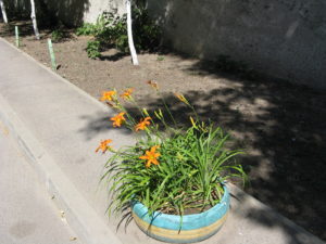 The lone tire of tiger lilies is outside the nursery school under our buildings. We pass by here every day.