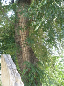 The trees were strung with lights -ready for Christmas? or just still strung from last Christmas? or maybe they just leave them up all the time. We have seen places that are often lit up at night.