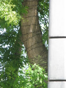 Another "Christmas tree"