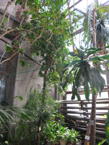 Maybe you will know some of these trees and things - I don't know most of them but it was so cool to see them all. This section is called tropical.