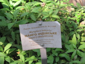 This is a Mango tree. The kind of backwards 7 is a g.