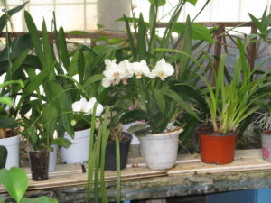 Orchids