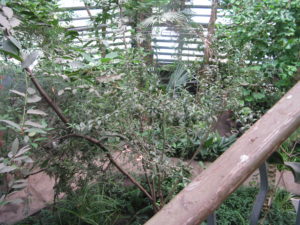 Now we are going upstairs and looking down into the subtropical area.