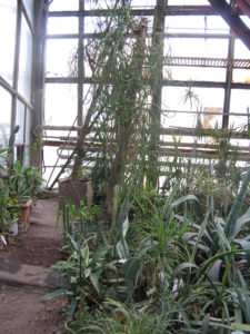 On the left is what she called "Africa" and in the middle and right is "America."