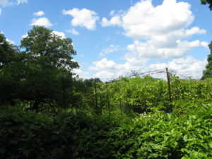 Maybe grapevines????