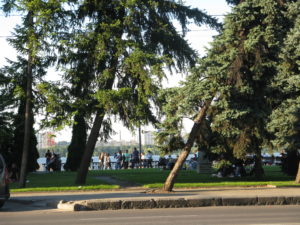This picture mostly just shows how busy the walkway is on Sundays - non stop traffic of people walking along. The leaning tree is interesting as well.